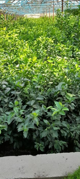 Лимон кучатлар бор