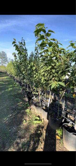 Pomi fructiferi mari la ghiveci !