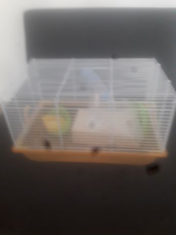 Schimb cușcă hamster