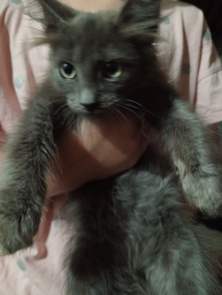 Котенок бесплатно