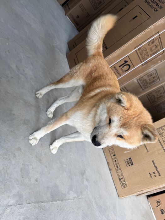 Akita inu 3 mln toza qon