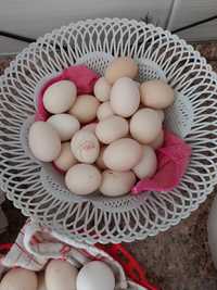 Oua de găină pitica (americana) pt incubator