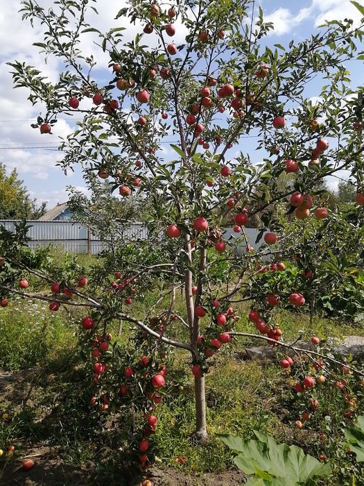 Продам дачу район Кардиологии