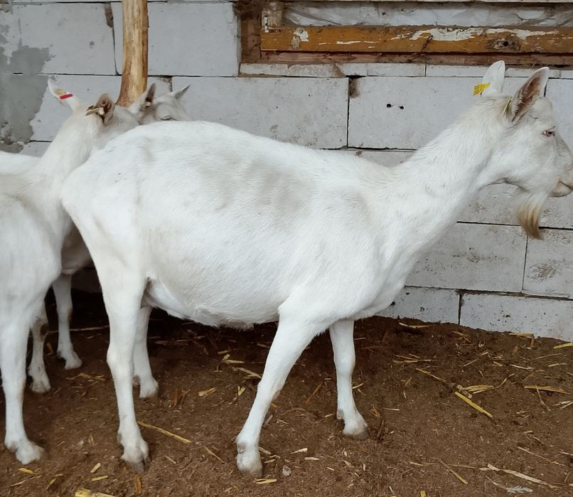 Lot de 9 capre și un tap Saanen cu pedigree