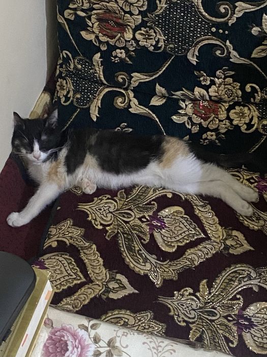 Мушук хадия киламан