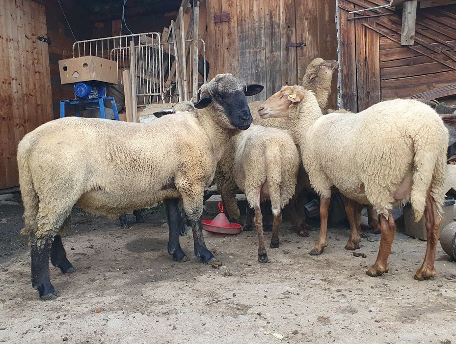 Vand berbec suffolk din 2024