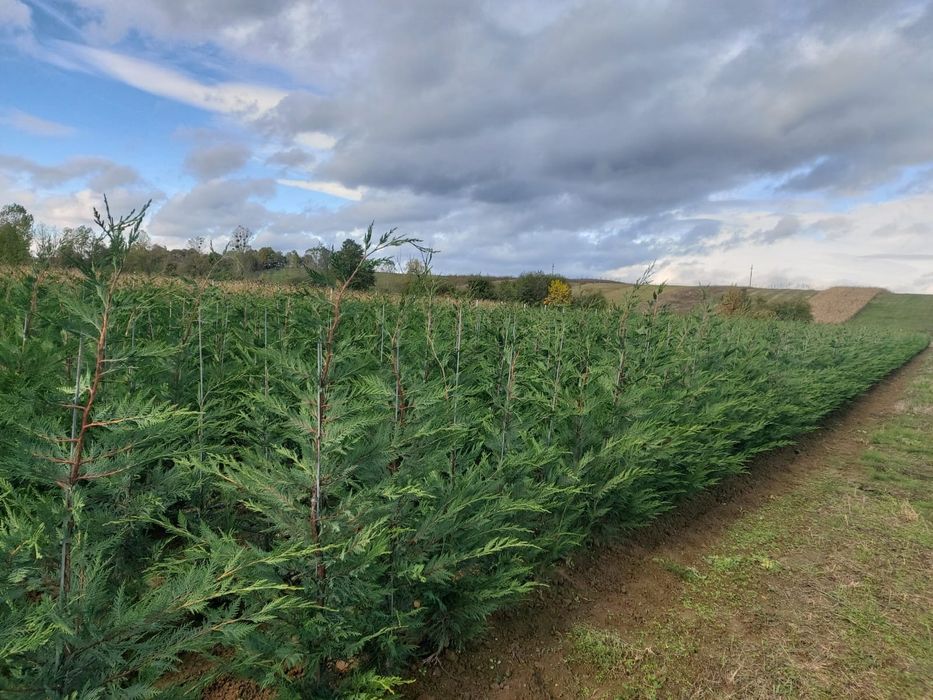 Vindem Tuia Leylandy Brazi Mesteacan Tei Platani Paltini etc