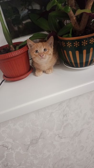 Отдаем котят  рыжего и черных два и один белый