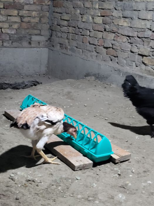 Тезда битта мокиён куланги сотилади