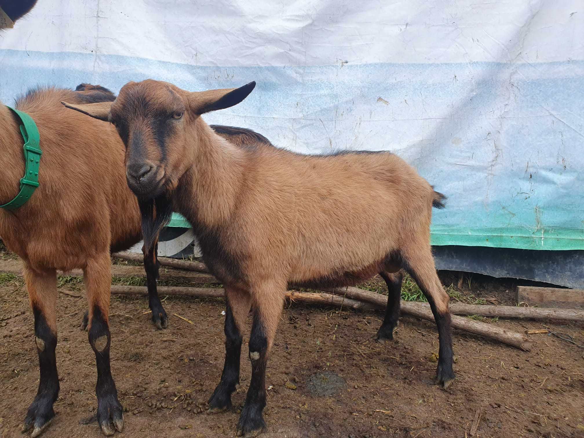 Vând 4 țapi (3 alpini și 1 saneen)