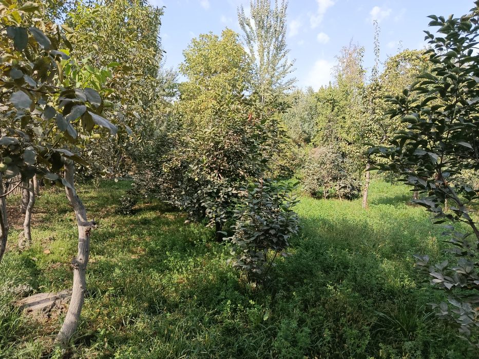 Бог мевали дарахти