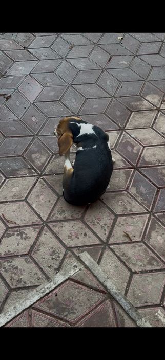 Vand o catelusa de beagle