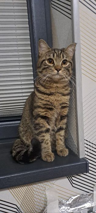 Домашний кот, с рисунком табби, 8 месячный