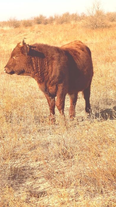 Патсос    Баспақ