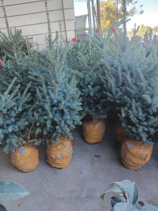 Голубая ель сотилади