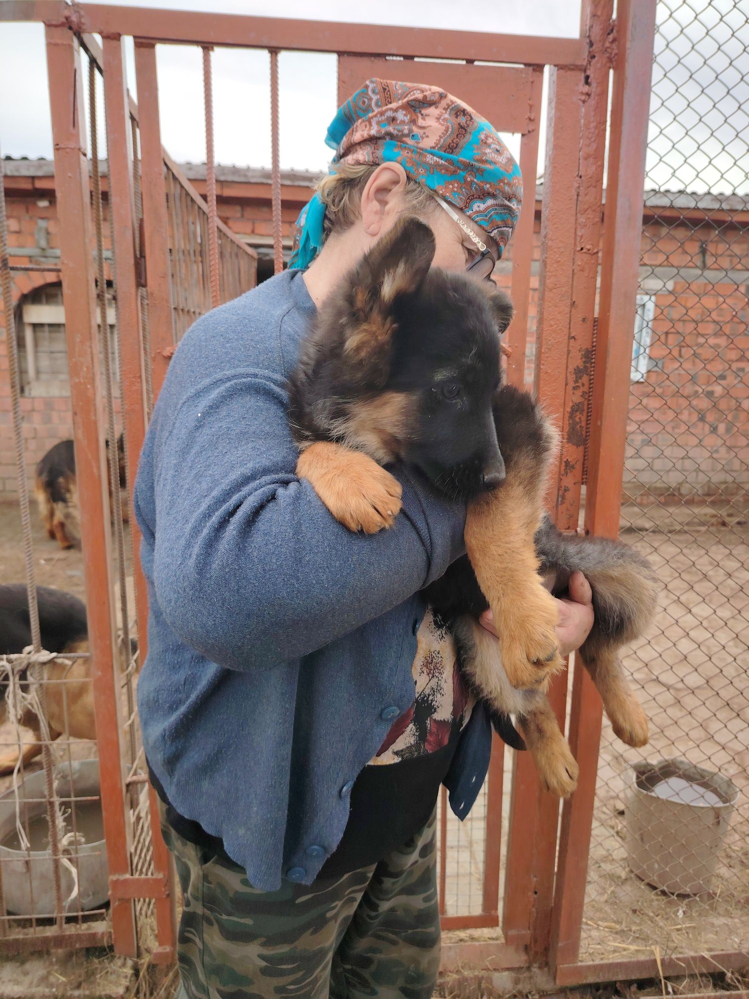 Щенки немецкой овчарки в Астане.
