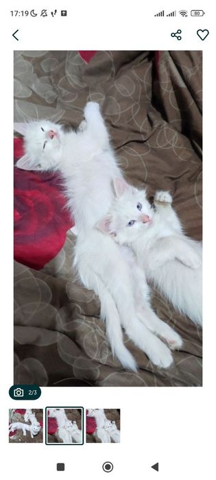 продаются котята турецкая ангора