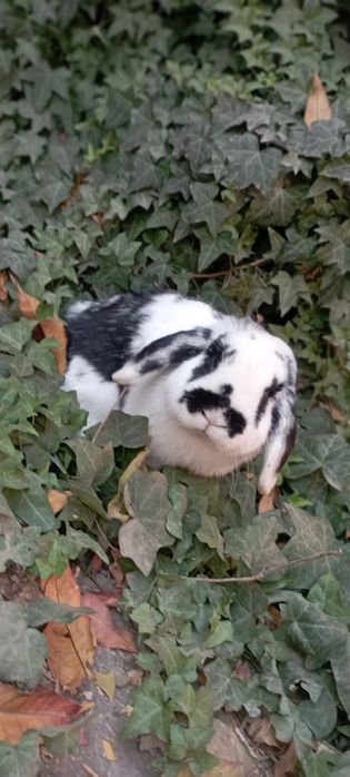 Баран зотли куён