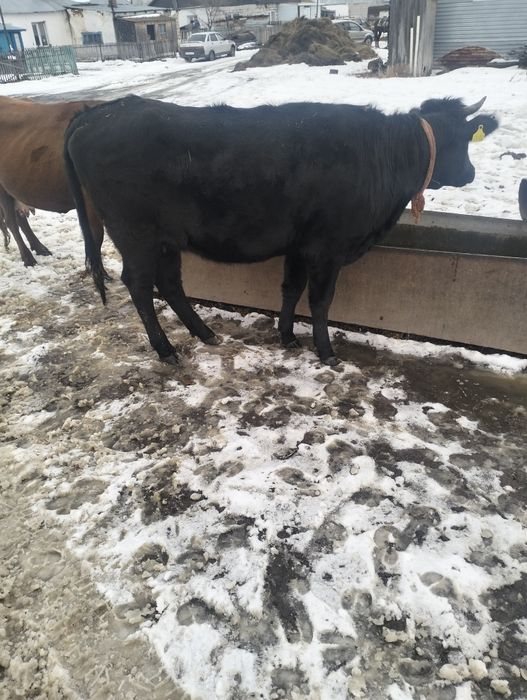 Тёлка 1 год 9 мес