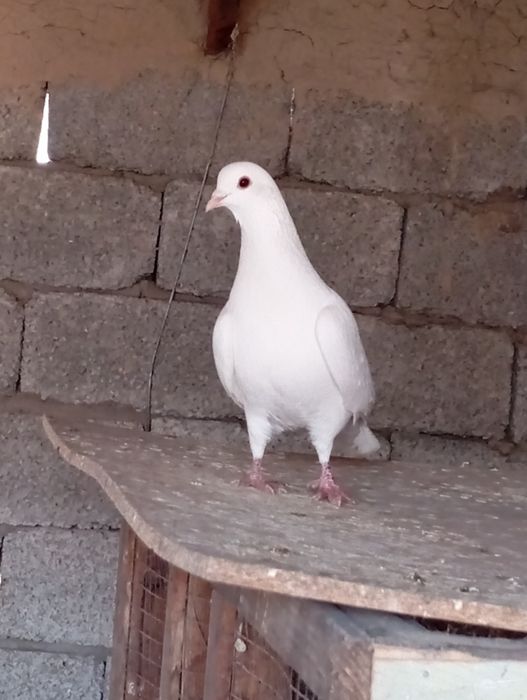 Голуби животные птицы