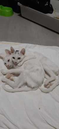 Adoptie pisici metis angora
