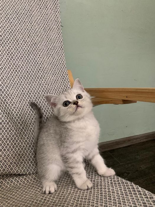 Pisicuta British Shorthair