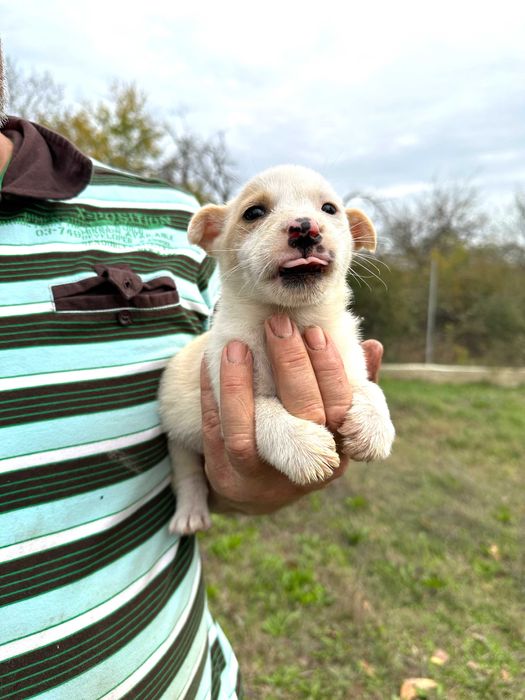 Подарявам Бели кученца Малка порода