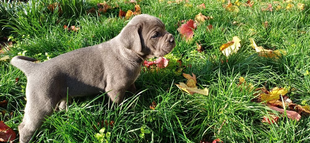 Кане корсо малки