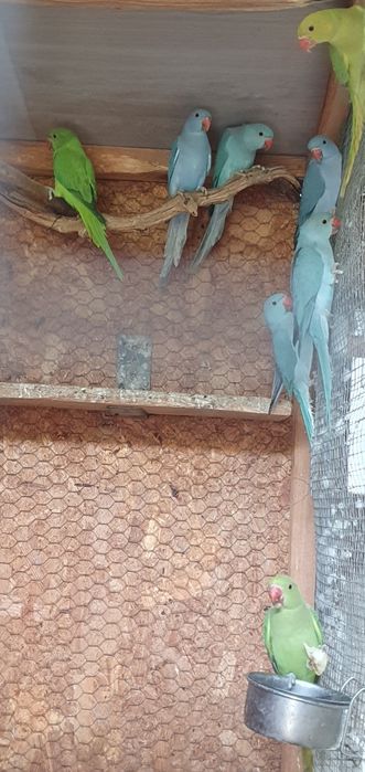 Vând micul alexandru