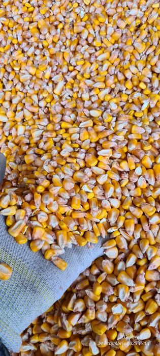 Vând porumb boabe