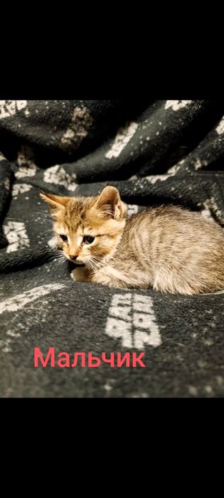 Котята бесплатно