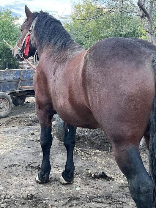 De vânzare cal semi greu original ștanțat calu pe amândouă părți