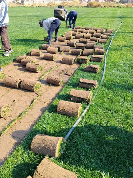 Boğbon xizmati lanshaf asosida