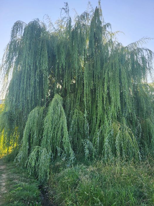 Хар хил турдаги декоратив кучатлар
