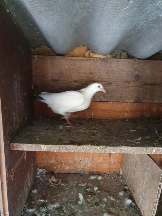 Vand porumbei voiajori si jucatori