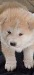Akita Inu Japonez,femela
