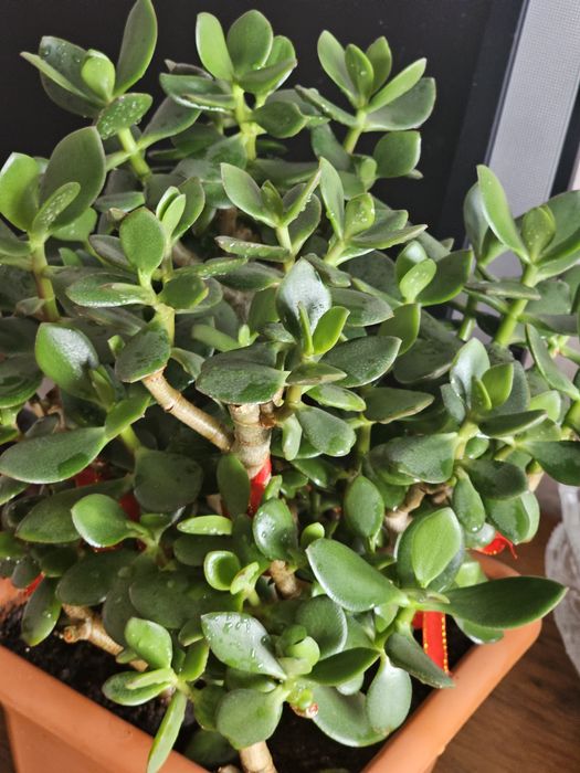 Продам толстянку овальную