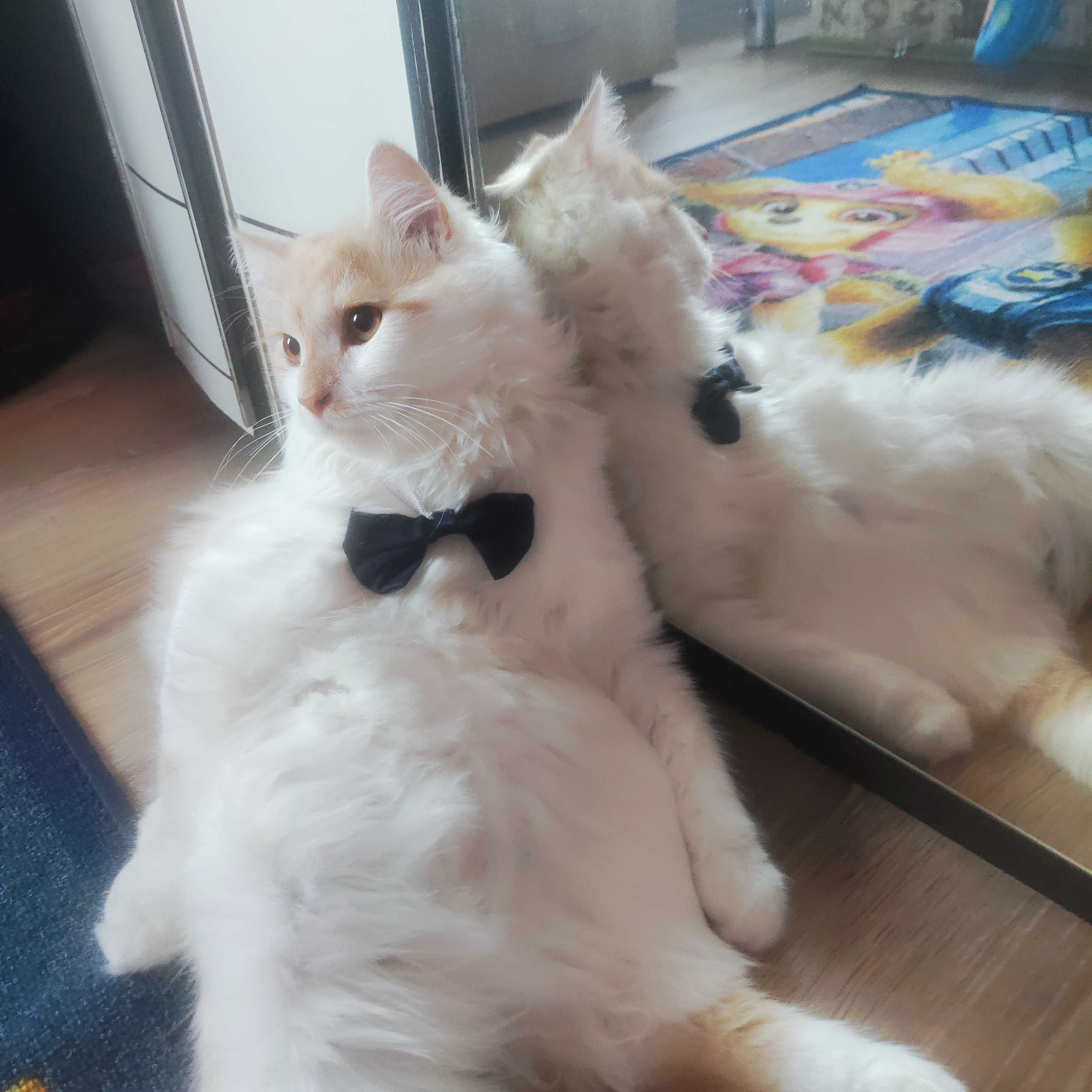 Подарява се коте