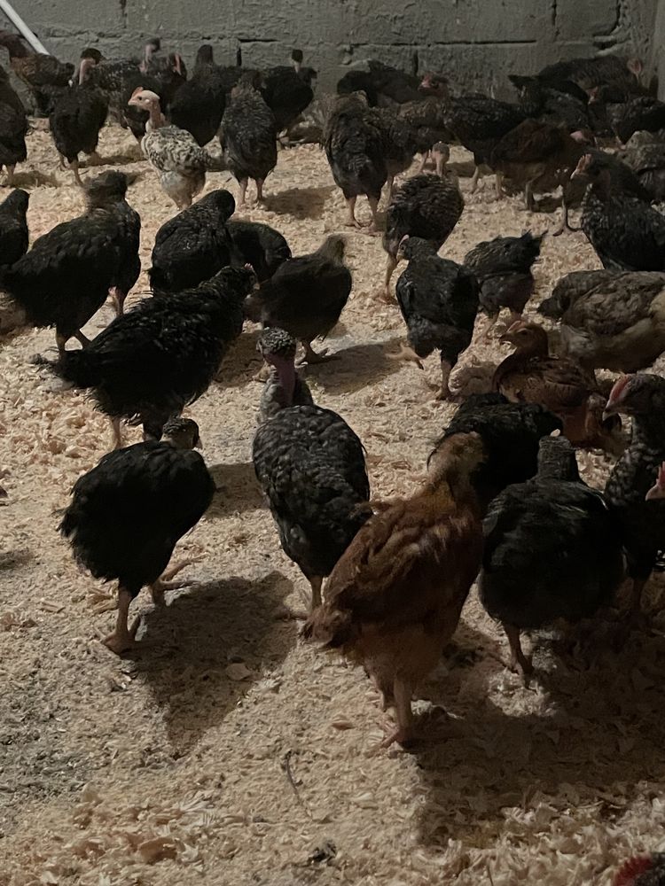 Pui kabir si porumbac (carne ouă)