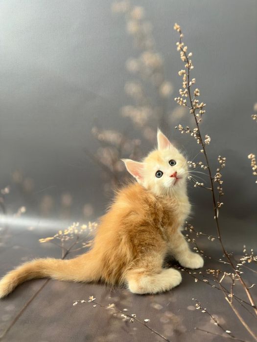 Продажа..котята.. Мейн-Кун... Питомник