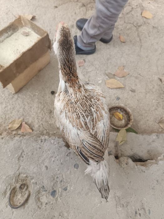 Kulangi tavuqcha sotiladi 3 oylik