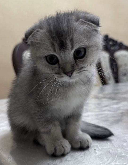 Продается котенок мальчик серебристая шиншилла фолд 2 месяца