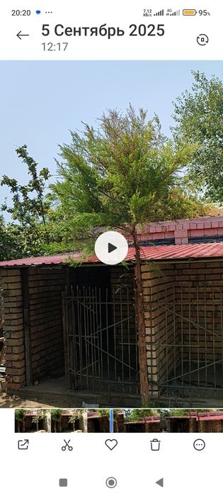 Передержка собак и кошек