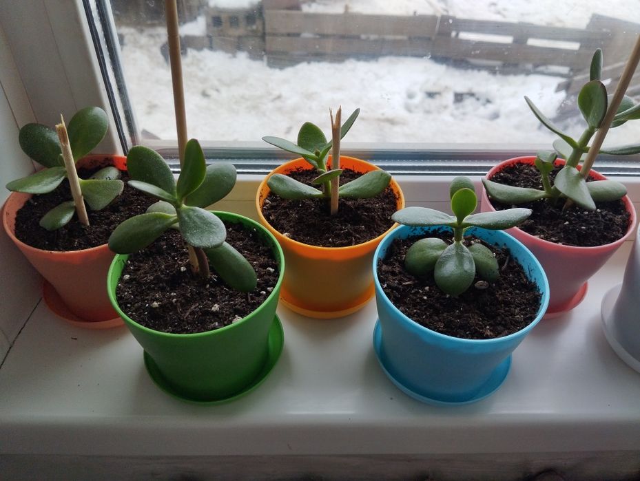 Продам комнатные цветы "Денежное дерево"