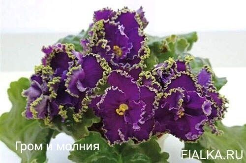 Продаю детки сортовых фиалок Чирчик есть доставка до ТТЗ или метро