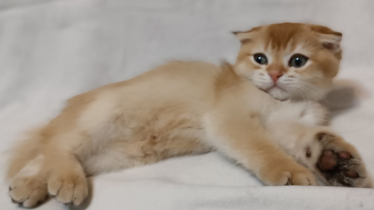 Котята фолд золотая шиншилла
