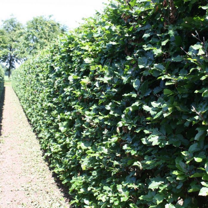 Gard viu cu crestere rapida ( lemn cainesc, ligustrum, ulmus, carpen )