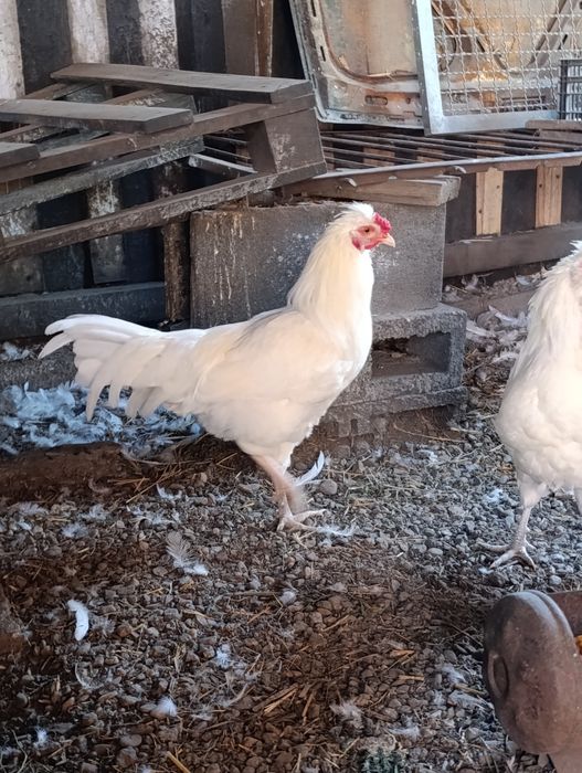Cocoși Araucana Schijndelaar