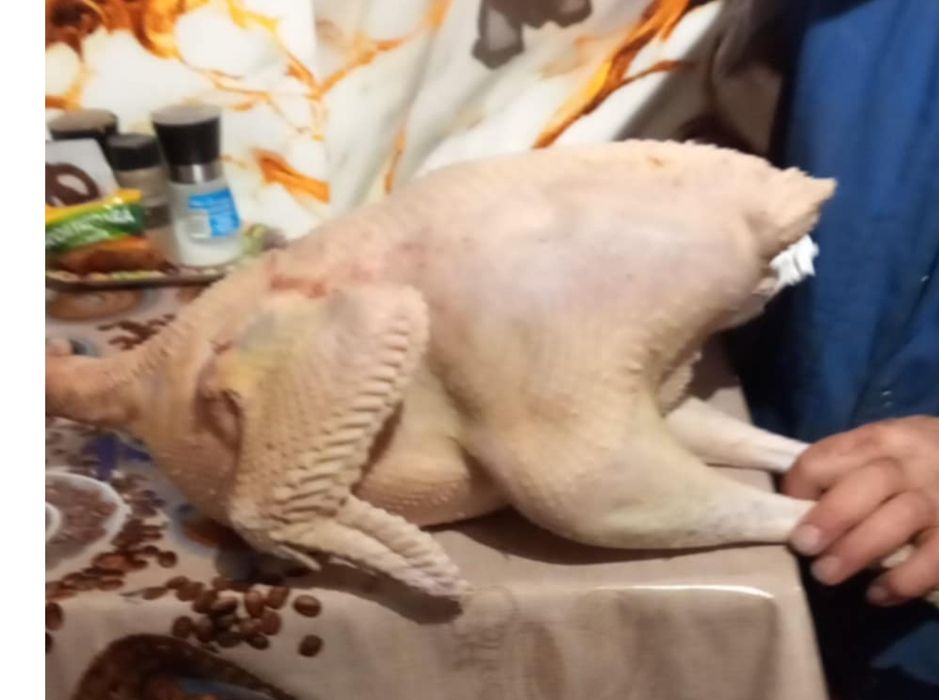 Vand Curcani Bio 100% crescuti doar cu cereale