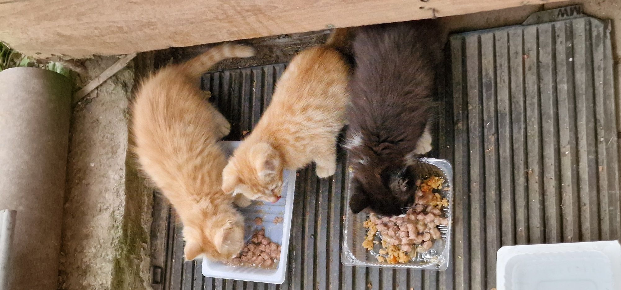 Котят ищат любящий дом
